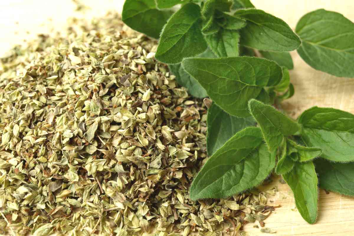 Oregano - health benefits and therapeutic value